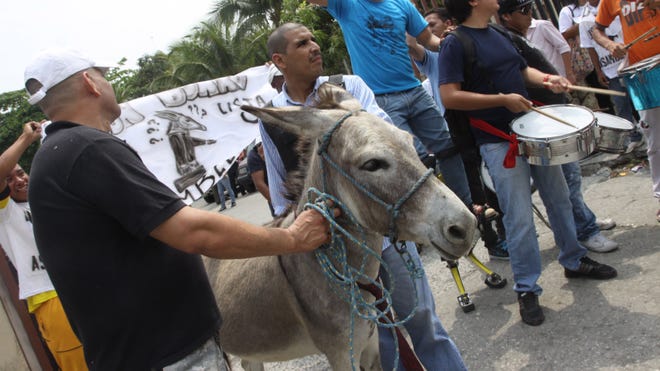Ecuador Donkey.jpg